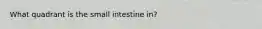 What quadrant is the small intestine in?