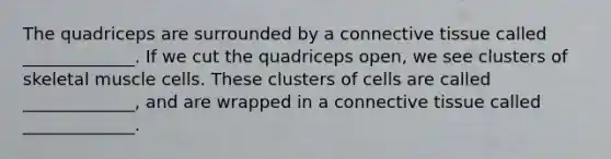 The quadriceps are surrounded by a connective tissue called _____________. If we cut the quadriceps open, we see clusters of skeletal muscle cells. These clusters of cells are called _____________, and are wrapped in a connective tissue called _____________.