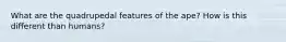What are the quadrupedal features of the ape? How is this different than humans?