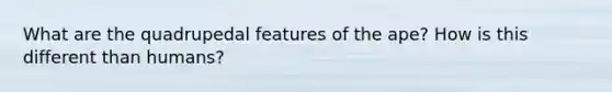 What are the quadrupedal features of the ape? How is this different than humans?