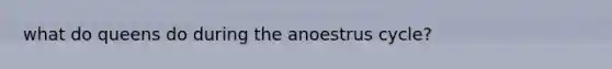 what do queens do during the anoestrus cycle?