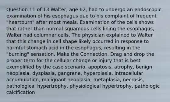 Question 11 of 13 Walter, age 62, had to undergo an endoscopic examination of his esophagus due to his complaint of frequent "heartburn" after most meals. Examination of the cells shows that rather than normal squamous cells lining the esophagus, Walter had columnar cells. The physician explained to Walter that this change in cell shape likely occurred in response to harmful stomach acid in the esophagus, resulting in the "burning" sensation. Make the Connection. Drag and drop the proper term for the cellular change or injury that is best exemplified by the case scenario. apoptosis, atrophy, benign neoplasia, dysplasia, gangrene, hyperplasia, intracellular accumulation, malignant neoplasia, metaplasia, necrosis, pathological hypertrophy, physiological hypertrophy, pathologic calcification