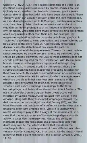 Question 2. Q2.A - Q2.F The simplest definition of a virus is an infectious nucleic acid surrounded by protein. Viruses are also typically much smaller than bacteria. However, giant viruses comparable to some bacterial cells have been discovered. These "megaviruses" can actually be seen under the light microscope, as their diameters reach up to 0.75 μmμm, and because of their size, they clearly distort the line between a cell and a virus. Megaviruses infect protozoa such as Amoeba in diverse aquatic environments. Virologists have made several exciting discoveries about megaviruses other than their size. For example, for megavirus replication, infected amoeba cells form cytoplasmic "factories" dedicated to virus production, and these factories can be as large as the cell's nucleus. A particularly remarkable discovery was the detection of tiny virus-like particles surrounding intracellular megaviruses. These structures contain DNA surrounded by capsid proteins, and so by definition, they should be viruses. However, the DNA in these particles does not encode proteins required for their replication. With this in mind, how do these virus-like particles reproduce? Although they cannot replicate in amoeba cells by themselves, these tiny structures hijack the host's megavirus-producing factories for their own benefit. This leads to competition for virus-replicating enzymes and the ultimate formation of defective megaviruses, which are unable to infect new host cells. Because of this parasitic activity toward megaviruses, these pesky little structures are called virophages in analogy to the term bacteriophage, which describes viruses that infect Bacteria. The transmission electron micrograph here shows active cell infection by Samba megaviruses isolated from a river in the Amazon, along with their associated virophages (arrow). The dark mass in the bottom right is a viral factory (VF), and the inset illustrates the formation of a defective Samba virus that is unable to infect new amoeba cells. While it is unclear what role(s) virophages play in the biology of the amoeba cell, it is clear that the very existence of the virophage depends on its ability to parasitize the megavirus. Hence, the ability to inactivate megavirus replication and protect host cells from death may well be the selective force that maintains the virophage in this cozy arrangement of three different microbes. *image* Source: Campos, R.K., et al. 2014. Samba virus: A novel mimivirus from a giant rain forest, the Brazilian Amazon. Virol. J. 11: 95.