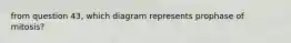 from question 43, which diagram represents prophase of mitosis?