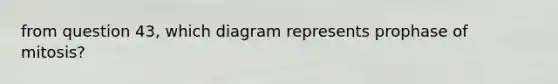 from question 43, which diagram represents prophase of mitosis?