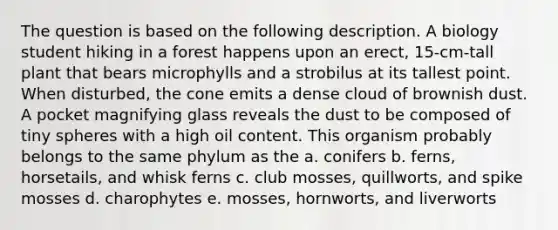 The question is based on the following description. A biology student hiking in a forest happens upon an erect, 15-cm-tall plant that bears microphylls and a strobilus at its tallest point. When disturbed, the cone emits a dense cloud of brownish dust. A pocket magnifying glass reveals the dust to be composed of tiny spheres with a high oil content. This organism probably belongs to the same phylum as the a. conifers b. ferns, horsetails, and whisk ferns c. club mosses, quillworts, and spike mosses d. charophytes e. mosses, hornworts, and liverworts