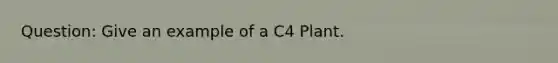 Question: Give an example of a C4 Plant.