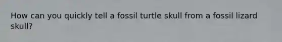 How can you quickly tell a fossil turtle skull from a fossil lizard skull?