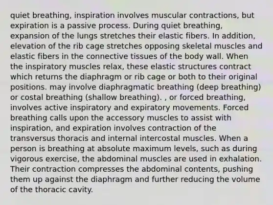 quiet breathing, inspiration involves muscular contractions, but expiration is a passive process. During quiet breathing, expansion of the lungs stretches their elastic fibers. In addition, elevation of the rib cage stretches opposing skeletal muscles and elastic fibers in the connective tissues of the body wall. When the inspiratory muscles relax, these elastic structures contract which returns the diaphragm or rib cage or both to their original positions. may involve diaphragmatic breathing (deep breathing) or costal breathing (shallow breathing). , or forced breathing, involves active inspiratory and expiratory movements. Forced breathing calls upon the accessory muscles to assist with inspiration, and expiration involves contraction of the transversus thoracis and internal intercostal muscles. When a person is breathing at absolute maximum levels, such as during vigorous exercise, the abdominal muscles are used in exhalation. Their contraction compresses the abdominal contents, pushing them up against the diaphragm and further reducing the volume of the thoracic cavity.