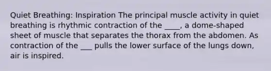 Quiet Breathing: Inspiration The principal muscle activity in quiet breathing is rhythmic contraction of the ____, a dome-shaped sheet of muscle that separates the thorax from the abdomen. As contraction of the ___ pulls the lower surface of the lungs down, air is inspired.