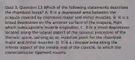 Quiz 3, Question 13 Which of the following statements describes the rhomboid fossa? A. It is a depressed area between the scapula covered by rhomboid major and minor muscles. B. It is a broad depression on the anterior surface of the scapula, from which subscapularis muscle originates. C. It is a small depression located along the lateral aspect of the spinous processes of the thoracic spine, serving as an insertion point for the rhomboid major and minor muscles. D. It is a concave area along the inferior aspect of the medial end of the clavicle, to which the costoclavicular ligament inserts.