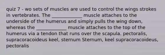 quiz 7 - wo sets of muscles are used to control the wings strokes in vertebrates. The _____________ muscle attaches to the underside of the humerus and simply pulls the wing down, whereas the _____________ muscle attaches to the top of the humerus via a tendon that runs over the scapula. pectoralis, supracoracoideus keel, sternum Sternum, keel supracoracoideus, pectoralis