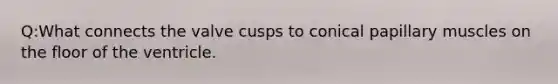 Q:What connects the valve cusps to conical papillary muscles on the floor of the ventricle.