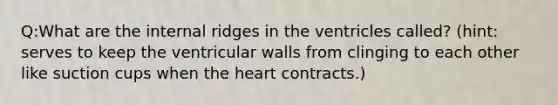 Q:What are the internal ridges in the ventricles called? (hint: serves to keep the ventricular walls from clinging to each other like suction cups when the heart contracts.)