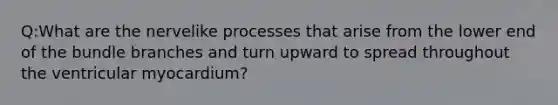 Q:What are the nervelike processes that arise from the lower end of the bundle branches and turn upward to spread throughout the ventricular myocardium?