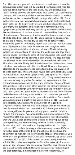 For r this journey, you will be miniaturized and injected into the external iliac artery and will be guided by a fluorescent monitor into the bone marrow of the iliac bone. You will observe and report events of blood cell formation, also called (1) . seen there; then you will move out of the bone into the circulation to initiate and observe the process of blood clotting, also called (2) . Once in the bone marrow, you watch as several large dark-nucleated stem cells, or (3), begin to divide and produce daughter cells. To your right, the daughter cells eventually formed have tiny cytoplasmic granules and very peculiarly shaped nuclei that look like small masses of nuclear material connected by thin strands of nucleoplasm. You have just witnessed the formation of a type of white blood cell called the (4) . You describe its appearance and make a mental note to try to observe its activity later. Meanwhile you can tentatively report that this cell type functions as a (5) to protect the body. At another site, daughter cells arising from the division of a stem cell are difficult to identify initially. As you continue to observe the cells, you see that they, in turn, divide. Eventually some of their daughter cells eject their nuclei and flatten out to assume a disk shape. You assume that the kidneys must have released (6) because those cells are (7). That dark material filling their interior must be (8) because those cells function to transport (9) in the blood. Now you turn your attention to the daughter cells being formed by the division of another stem cell. They are small round cells with relatively large round nuclei. In fact, their cytoplasm is very sparse. You record your observation of the formation of (10) . They do not remain in the marrow very long after formation but seem to enter the circulation almost as soon as they are produced. Some of those cells produce (11) or act in other ways in the immune response. At this point, although you have yet to see the formation of (12), (13) , (14) , or (15) , you decide to proceed into the circulation to make the blood-clotting observations. You maneuver yourself into a small venule to enter the general circulation. Once inside, you quickly make a slash in the vessel lining, or (16) . Almost immediately, what appear to be hundreds of jagged cell fragments swoop into the area and plaster themselves over the freshly made incision. You record that (17) have just adhered to the damaged site. As you are writing, your chemical monitor flashes the message, "vasoconstrictor substance released." You record that (18) has been released based on your observation that the vessel wall seems to be closing in. Peering out at the damaged site, you see that long ropelike strands are being formed at a rapid rate and are clinging to the site. You report that the (19) mesh is forming and is beginning to trap RBCs to form the basis of the (20). Even though you do not have the equipment to monitor the intermediate steps of this process, you know that the platelets must have also released (21), which then converted (22) to (23). This second enzyme then joined the soluble (24) molecules together to form the network of strands you can see. You carefully back away from the newly formed clot. You do not want to disturb the area because you realize that if the clot detaches, it might become a life threatening (25).