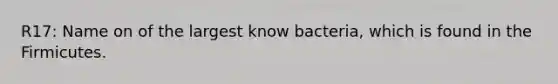 R17: Name on of the largest know bacteria, which is found in the Firmicutes.
