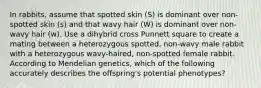 In rabbits, assume that spotted skin (S) is dominant over non-spotted skin (s) and that wavy hair (W) is dominant over non-wavy hair (w). Use a dihybrid cross Punnett square to create a mating between a heterozygous spotted, non-wavy male rabbit with a heterozygous wavy-haired, non-spotted female rabbit. According to Mendelian genetics, which of the following accurately describes the offspring's potential phenotypes?