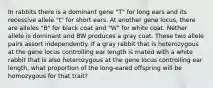 In rabbits there is a dominant gene "T" for long ears and its recessive allele "t" for short ears. At another gene locus, there are alleles "B" for black coat and "W" for white coat. Nether allele is dominant and BW produces a gray coat. These two allele pairs assort independently. If a gray rabbit that is heterozygous at the gene locus controlling ear length is mated with a white rabbit that is also heterozygous at the gene locus controlling ear length, what proportion of the long-eared offspring will be homozygous for that trait?