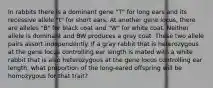 In rabbits there is a dominant gene "T" for long ears and its recessive allele "t" for short ears. At another gene locus, there are alleles "B" for black coat and "W" for white coat. Neither allele is dominant and BW produces a gray coat. These two allele pairs assort independently. If a gray rabbit that is heterozygous at the gene locus controlling ear length is mated with a white rabbit that is also heterozygous at the gene locus controlling ear length, what proportion of the long-eared offspring will be homozygous for that trait?