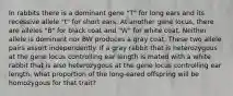 In rabbits there is a dominant gene "T" for long ears and its recessive allele "t" for short ears. At another gene locus, there are alleles "B" for black coat and "W" for white coat. Neither allele is dominant nor BW produces a gray coat. These two allele pairs assort independently. If a gray rabbit that is heterozygous at the gene locus controlling ear length is mated with a white rabbit that is also heterozygous at the gene locus controlling ear length, what proportion of the long-eared offspring will be homozygous for that trait?