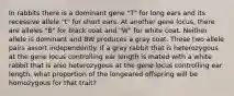 In rabbits there is a dominant gene "T" for long ears and its recessive allele "t" for short ears. At another gene locus, there are alleles "B" for black coat and "W" for white coat. Neither allele is dominant and BW produces a gray coat. These two allele pairs assort independently. If a gray rabbit that is heterozygous at the gene locus controlling ear length is mated with a white rabbit that is also heterozygous at the gene locus controlling ear length, what proportion of the longeared offspring will be homozygous for that trait?