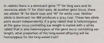 In rabbits there is a dominant gene "T" for long ears and its recessive allele "t" for short ears. At another gene locus, there are alleles "B" for black coat and "W" for white coat. Neither allele is dominant nor BW produces a gray coat. These two allele pairs assort independently. If a gray rabbit that is heterozygous at the gene locus controlling ear length is mated with a white rabbit that is also heterozygous at the gene locus controlling ear length, what proportion of the long-eared offspring will be homozygous for the long-eared trait?