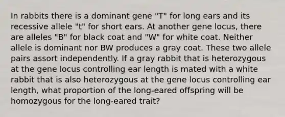 In rabbits there is a dominant gene "T" for long ears and its recessive allele "t" for short ears. At another gene locus, there are alleles "B" for black coat and "W" for white coat. Neither allele is dominant nor BW produces a gray coat. These two allele pairs assort independently. If a gray rabbit that is heterozygous at the gene locus controlling ear length is mated with a white rabbit that is also heterozygous at the gene locus controlling ear length, what proportion of the long-eared offspring will be homozygous for the long-eared trait?