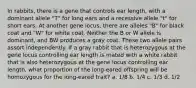 In rabbits, there is a gene that controls ear length, with a dominant allele "T" for long ears and a recessive allele "t" for short ears. At another gene locus, there are alleles "B" for black coat and "W" for white coat. Neither the B or W allele is dominant, and BW produces a gray coat. These two allele pairs assort independently. If a gray rabbit that is heterozygous at the gene locus controlling ear length is mated with a white rabbit that is also heterozygous at the gene locus controlling ear length, what proportion of the long-eared offspring will be homozygous for the long-eared trait? a. 1/8 b. 1/4 c. 1/3 d. 1/2