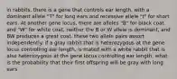 in rabbits, there is a gene that controls ear length, with a dominant allele "T" for long ears and recessive allele "t" for short ears. At another gene locus, there are alleles "B" for black coat and "W" for white coat. neither the B or W allele is dominant, and BW produces a great coat. these two allele pairs assort independently. if a gray rabbit that is heterozygous at the gene locus controlling ear length, is mated with a white rabbit that is also heterozygous at the gene locus controlling ear length, what is the probability that their first offspring will be gray with long ears