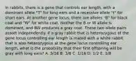 In rabbits, there is a gene that controls ear length, with a dominant allele "T" for long ears and a recessive allele "t" for short ears. At another gene locus, there are alleles "B" for black coat and "W" for white coat. Neither the B or W allele is dominant, and BW produces a gray coat. These two allele pairs assort independently. If a gray rabbit that is heterozygous at the gene locus controlling ear length is mated with a white rabbit that is also heterozygous at the gene locus controlling ear length, what is the probability that their first offspring will be gray with long ears? A. 3/16 B. 3/8 C. 1/16 D. 1/2 E. 1/8