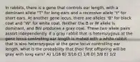 In rabbits, there is a gene that controls ear length, with a dominant allele "T" for long ears and a recessive allele "t" for short ears. At another gene locus, there are alleles "B" for black coat and "W" for white coat. Neither the B or W allele is dominant, and BW produces a gray coat. These two allele pairs assort independently. If a gray rabbit that is heterozygous at the gene locus controlling ear length is mated with a white rabbit that is also heterozygous at the gene locus controlling ear length, what is the probability that their first offspring will be gray with long ears? A) 1/16 B) 3/16 C) 1/8 D) 3/8 E) 1/2