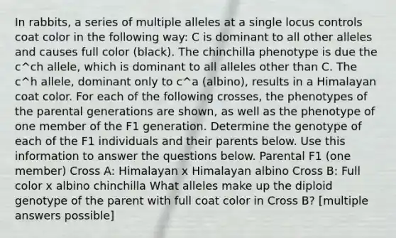 In rabbits, a series of <a href='https://www.questionai.com/knowledge/kqctQuIBOY-multiple-alleles' class='anchor-knowledge'>multiple alleles</a> at a single locus controls coat color in the following way: C is dominant to all other alleles and causes full color (black). The chinchilla phenotype is due the c^ch allele, which is dominant to all alleles other than C. The c^h allele, dominant only to c^a (albino), results in a Himalayan coat color. For each of the following crosses, the phenotypes of the parental generations are shown, as well as the phenotype of one member of the F1 generation. Determine the genotype of each of the F1 individuals and their parents below. Use this information to answer the questions below. Parental F1 (one member) Cross A: Himalayan x Himalayan albino Cross B: Full color x albino chinchilla What alleles make up the diploid genotype of the parent with full coat color in Cross B? [multiple answers possible]