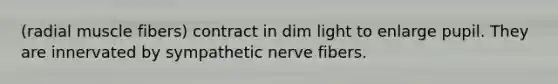 (radial muscle fibers) contract in dim light to enlarge pupil. They are innervated by sympathetic nerve fibers.