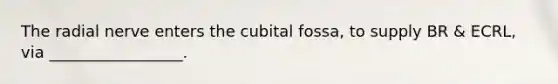 The radial nerve enters the cubital fossa, to supply BR & ECRL, via _________________.