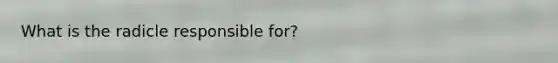 What is the radicle responsible for?