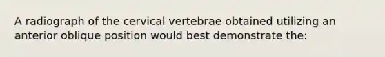 A radiograph of the cervical vertebrae obtained utilizing an anterior oblique position would best demonstrate the: