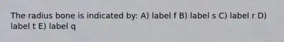 The radius bone is indicated by: A) label f B) label s C) label r D) label t E) label q