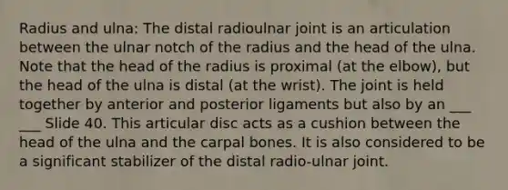 Radius and ulna: The distal radioulnar joint is an articulation between the ulnar notch of the radius and the head of the ulna. Note that the head of the radius is proximal (at the elbow), but the head of the ulna is distal (at the wrist). The joint is held together by anterior and posterior ligaments but also by an ___ ___ Slide 40. This articular disc acts as a cushion between the head of the ulna and the carpal bones. It is also considered to be a significant stabilizer of the distal radio-ulnar joint.