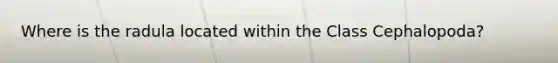Where is the radula located within the Class Cephalopoda?
