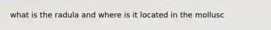 what is the radula and where is it located in the mollusc