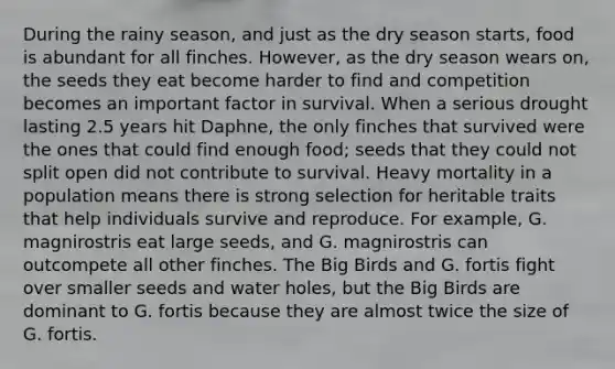 During the rainy season, and just as the dry season starts, food is abundant for all finches. However, as the dry season wears on, the seeds they eat become harder to find and competition becomes an important factor in survival. When a serious drought lasting 2.5 years hit Daphne, the only finches that survived were the ones that could find enough food; seeds that they could not split open did not contribute to survival. Heavy mortality in a population means there is strong selection for heritable traits that help individuals survive and reproduce. For example, G. magnirostris eat large seeds, and G. magnirostris can outcompete all other finches. The Big Birds and G. fortis fight over smaller seeds and water holes, but the Big Birds are dominant to G. fortis because they are almost twice the size of G. fortis.