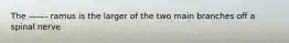 The ——- ramus is the larger of the two main branches off a spinal nerve