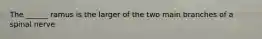 The ______ ramus is the larger of the two main branches of a spinal nerve.