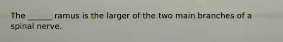 The ______ ramus is the larger of the two main branches of a spinal nerve.