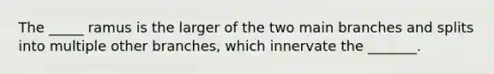 The _____ ramus is the larger of the two main branches and splits into multiple other branches, which innervate the _______.