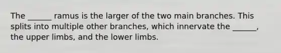 The ______ ramus is the larger of the two main branches. This splits into multiple other branches, which innervate the ______, the upper limbs, and the lower limbs.