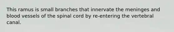 This ramus is small branches that innervate the meninges and blood vessels of the spinal cord by re-entering the vertebral canal.