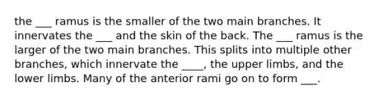 the ___ ramus is the smaller of the two main branches. It innervates the ___ and the skin of the back. The ___ ramus is the larger of the two main branches. This splits into multiple other branches, which innervate the ____, the upper limbs, and the lower limbs. Many of the anterior rami go on to form ___.