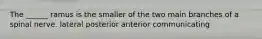 The ______ ramus is the smaller of the two main branches of a spinal nerve. lateral posterior anterior communicating